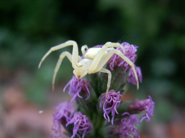Controllo dei parassiti nel giardino