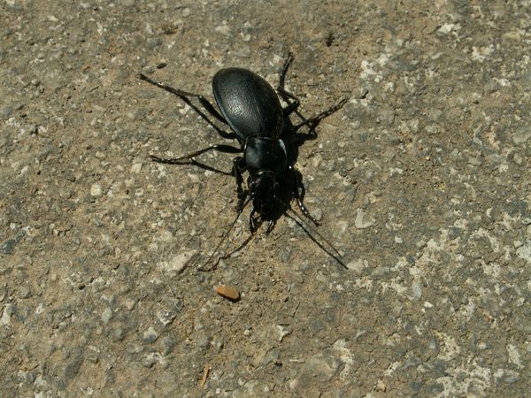 Controllo dei parassiti nel giardino