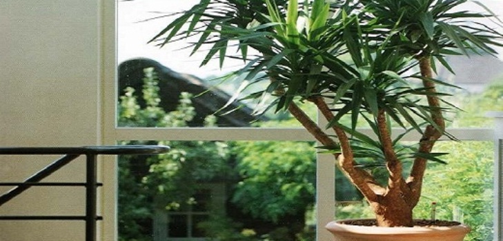 Yucca a casa: cura e riproduzione