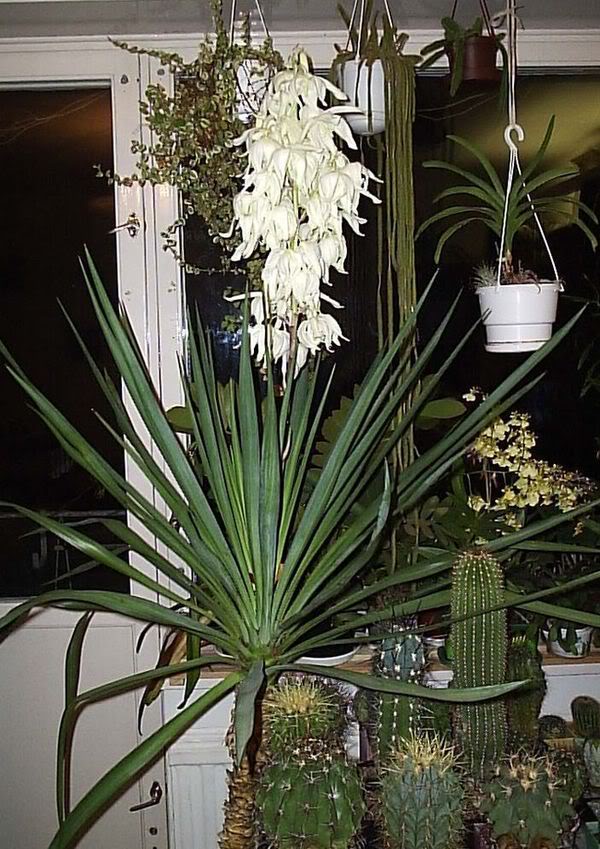 Yucca a casa: cura e riproduzione