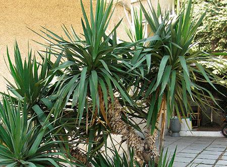 Yucca a casa: cura e riproduzione