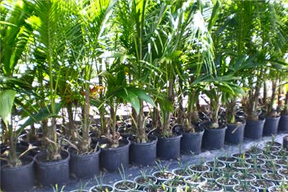 Yucca a casa: cura e riproduzione