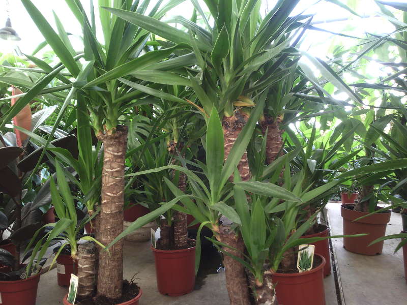 Yucca a casa: cura e riproduzione