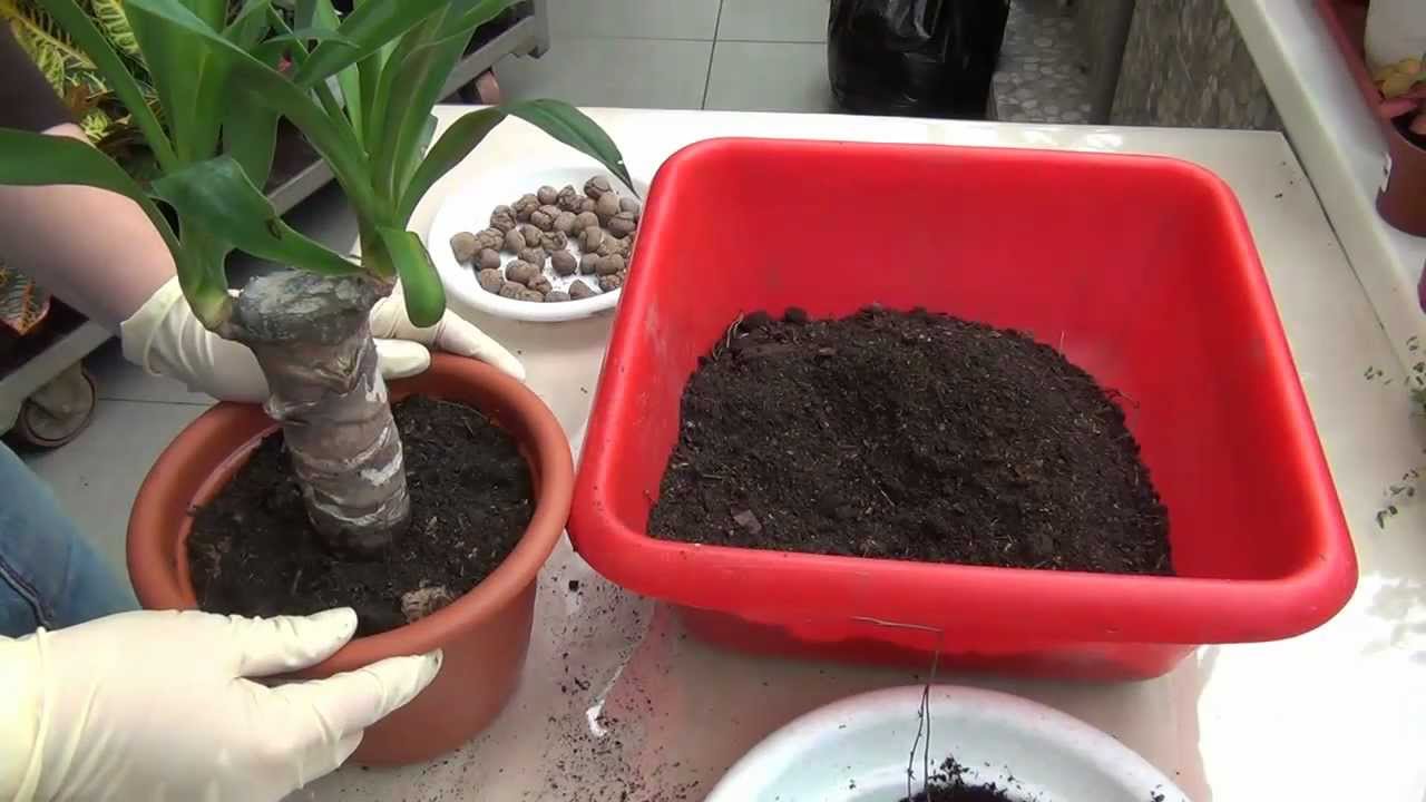 Yucca a casa: cura e riproduzione