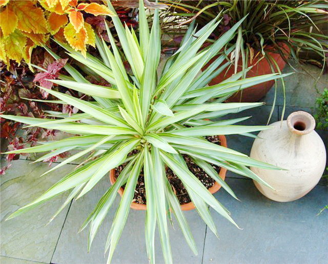 Yucca a casa: cura e riproduzione
