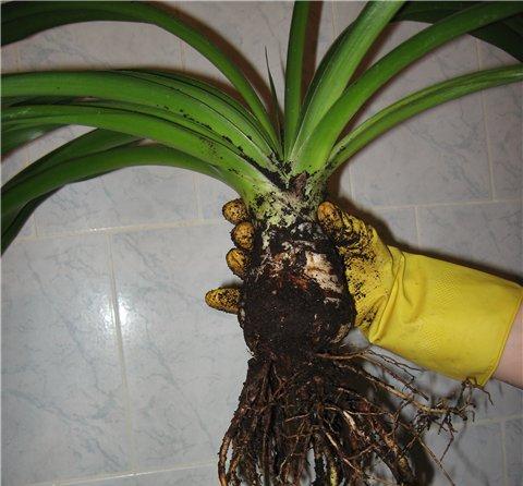 Yucca a casa: cura e riproduzione