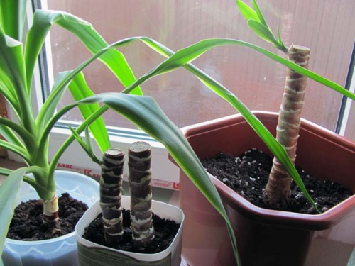 Yucca a casa: cura e riproduzione