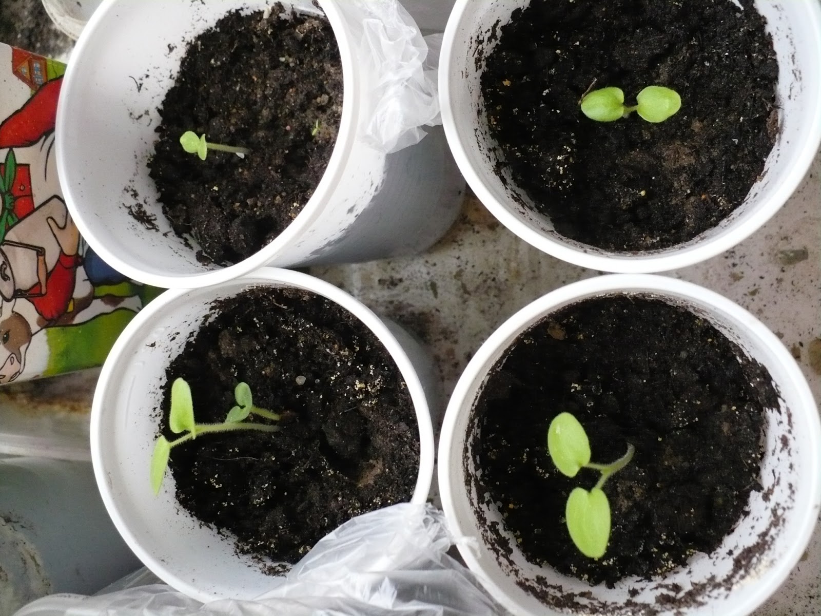 Yucca a casa: cura e riproduzione