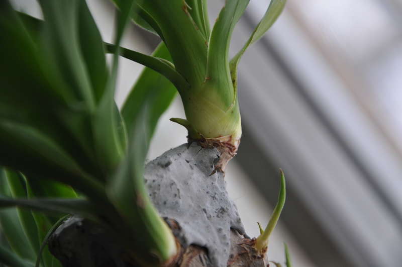 Yucca a casa: cura e riproduzione