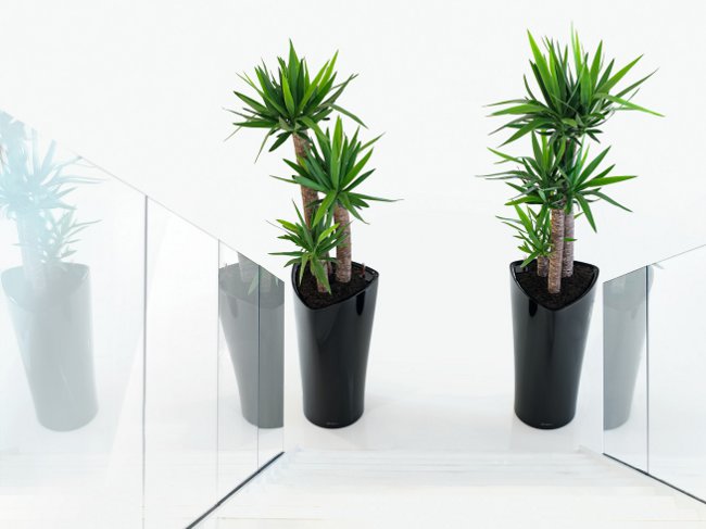 Yucca a casa: cura e riproduzione