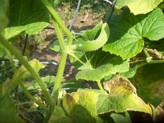 Le foglie diventano gialle con il cetriolo Le foglie diventano gialle con il cetriolo