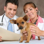 Veterinario di professione