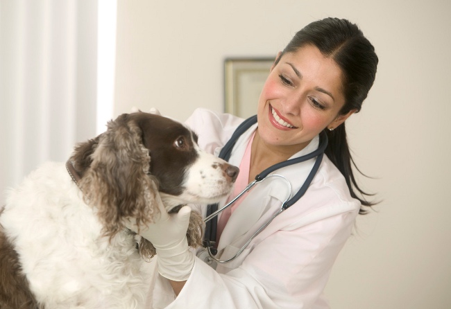 Veterinario di professione