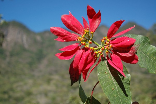 Fiabe sui fiori