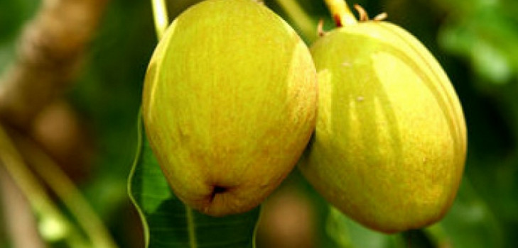 Lozione e olio per il corpo denso con burro di karitè
