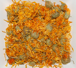 Infuso di calendula