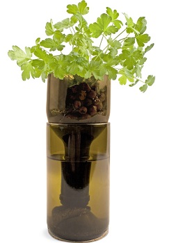 Prezzemolo in vino