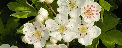 Brodo di fiori di biancospino