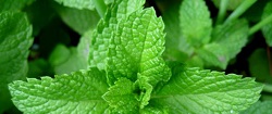 Infuso di menta piperita