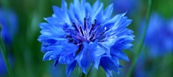 Infusione di fiordaliso