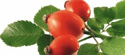Infuso di rosa canina
