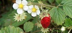 Tè alla fragola