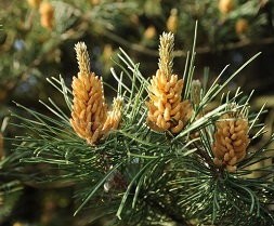 Tintura di pino