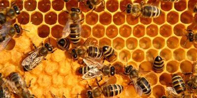 Trattamento dell'artrosi popolare dell'articolazione del ginocchio