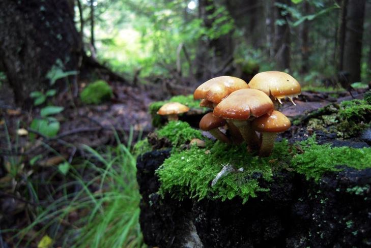 Alfabeto dei funghi: i funghi sono falsi e complessi, foto