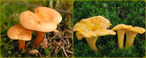Alfabeto dei funghi: i funghi sono falsi e complessi, foto