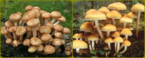 Alfabeto dei funghi: i funghi sono falsi e complessi, foto