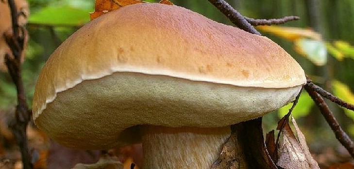 Fungo bianco: descrizione, caratteristiche dei luoghi di crescita