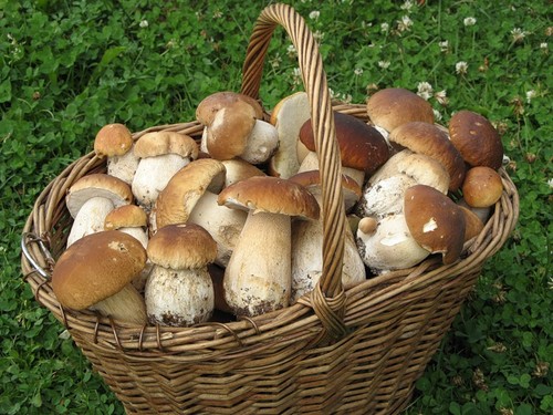 Fungo bianco: descrizione, caratteristiche dei luoghi di crescita