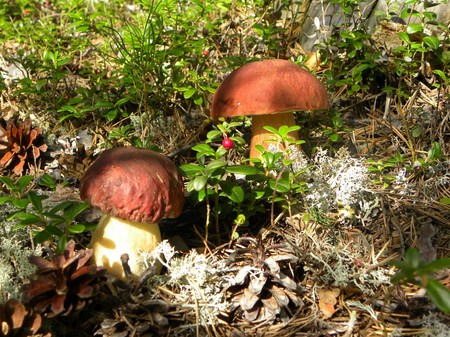 Borovik: foto e descrizione del fungo. Funghi bianchi (boletus), varietà, immagini, modalità di utilizzo