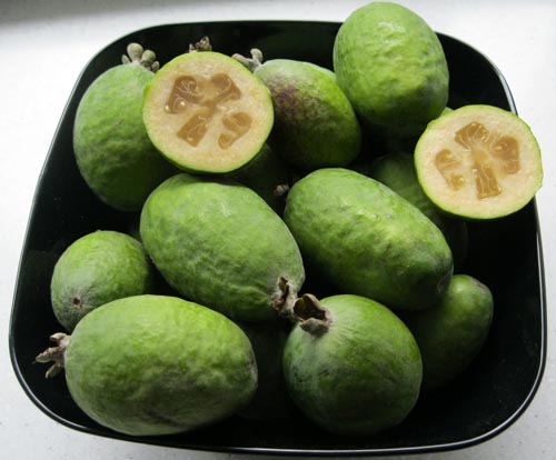 Feijoa - proprietà utili, benefici e danni di feijoa