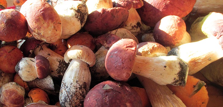 Quando e dove crescere i funghi bianchi: consiglia ai raccoglitori funghi novizi