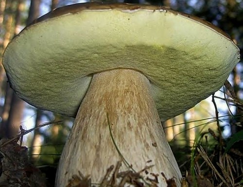 Quando e dove crescere i funghi bianchi: consiglia ai raccoglitori funghi novizi