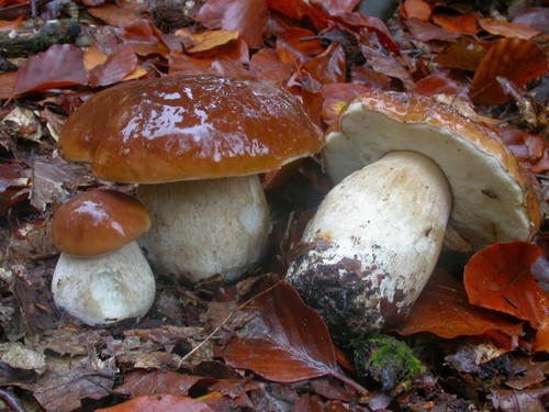 Quando e dove crescere i funghi bianchi: consiglia ai raccoglitori funghi novizi