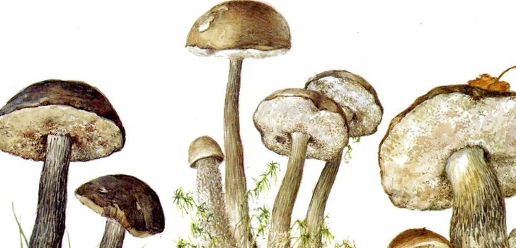 Podderozovik dei funghi: descrizione con foto
