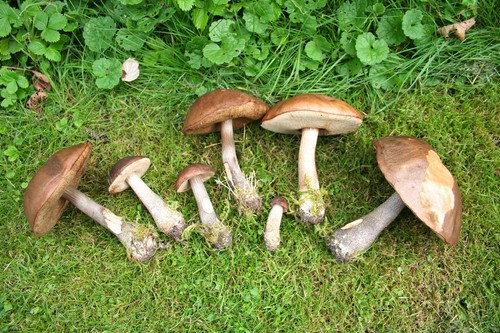 Podderozovik dei funghi: descrizione con foto