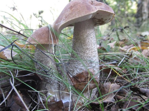 Podderozovik dei funghi: descrizione con foto