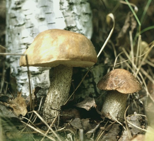 Podderozovik dei funghi: descrizione con foto