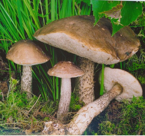 Podberezovik dei funghi: foto, descrizione, specie. Dove e quando si coltiva l'ebano commestibile