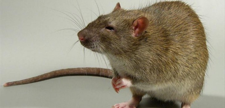 ratto astuto