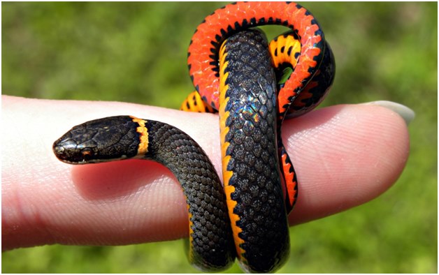 piccolo serpente