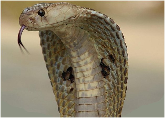 cobra d'attacco
