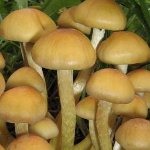 Come distinguere gli agarici falsi da miele dall'alimentazione