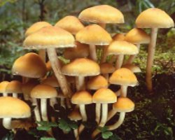 Come distinguere gli agarici falsi da miele dall'alimentazione