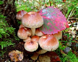 Come distinguere gli agarici falsi da miele dall'alimentazione