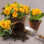 Come trapiantare i fiori Come trapiantare i fiori